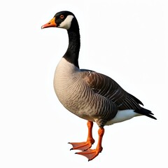 Obraz premium Goose portrait isolated on plain background. Bird gray feathers, orange beak. Wild fowl looks to left side. Animal stands tall with long neck against white. Ornithology concept. Farm animal