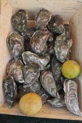 Fresh Oysters on Seaweed with lemon