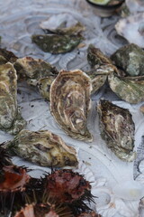 Fresh Oysters on Seaweed with lemon
