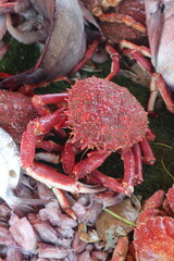 Red Spiny Crab on Seafood Display