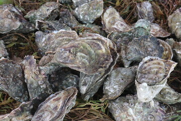 Fresh Oysters on Seaweed