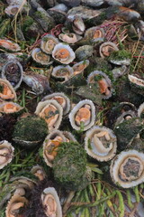 Fresh Marine Shellfish on Natural Seaweed Bed