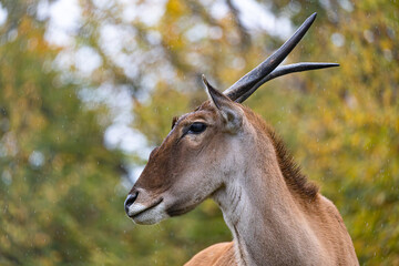 African Eland with spiral horns posing in a rainy autumn forest.