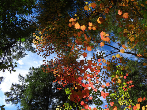 Looking Up on Autumn Leaves in the Forest