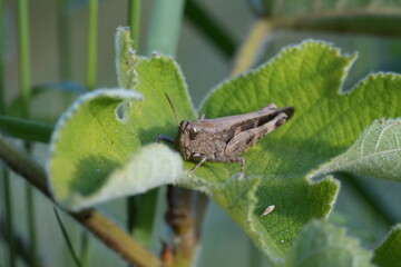 CAVALLETTA SULLE FOGLIE
