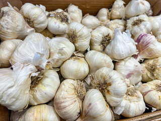Fresh organic garlic bulbs in wooden crate ready for cooking and flavoring meals