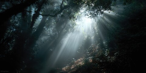 Fototapeta premium Ethereal Light Beams Awakening in a Foggy Marin Forest, California Landscape