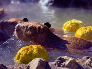 温泉で温まるカピバラ