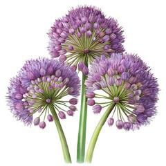A cluster of three purple allium flowers with green stems against a stark black background in a close up view on transparent background