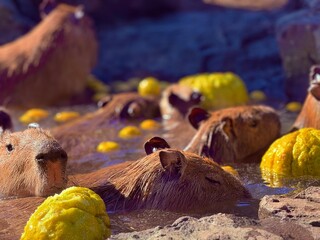 カピバラゆず温泉