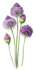 A botanical illustration of chive flowers with green stems and purple buds on black background on transparent background
