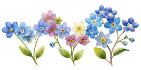 Watercolor illustration of forget me not flowers in various colors on a black background on transparent background