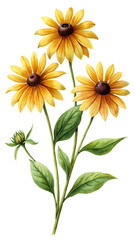 A botanical illustration of three yellow rudbeckia flowers with green leaves and a black background on transparent background