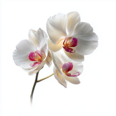 Beautiful fresh flowers isolated on a white background. Floral composition for design, print, and advertising use