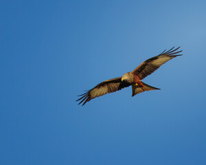 Red Kites, Milvus milvus, hunting in the last rays of a setting Winter sun, Rowlands Gill, Gateshead, November 2025. 