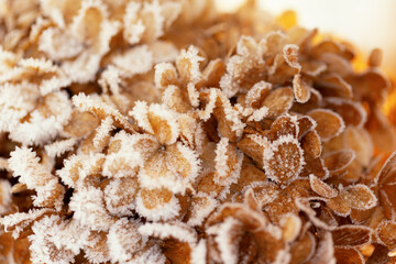 Frosted hydrangea flowers in a winter wonderland, natural background or floral wallpaper