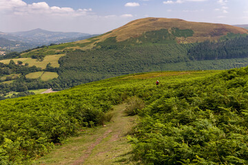 Obraz premium Lone hiker on a trail through lush green ferns in the Brecon Beacons, Wales