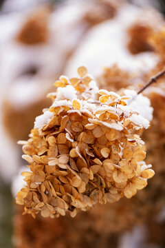 Frosted hydrangea flowers in a winter wonderland, natural background or floral wallpaper