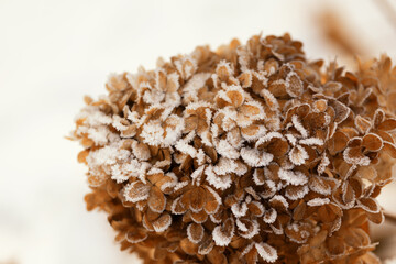 Frosted hydrangea flowers in a winter wonderland, natural background or floral wallpaper