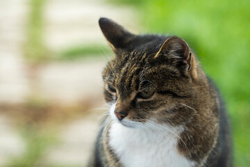 Portrait of calm domestic cat in garden with green background and natural sunlight