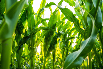 Naklejka premium Green corn leaves growing under sunlight with natural texture and bright summer atmosphere