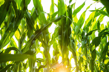 Naklejka premium Green corn plants and leaves under bright sunlight symbolizing healthy summer agriculture