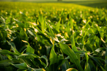 Naklejka premium Green corn field landscape with sunlight and depth of field creating natural summer scene