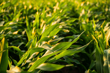 Naklejka premium Corn field close-up with green leaves glowing in golden sunlight during summer evening
