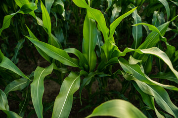 Naklejka premium Young corn plants with green leaves growing in field symbolizing natural agricultural development