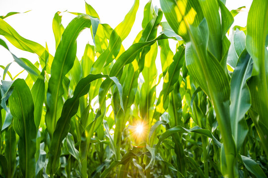 Green corn field with sunlight shining through leaves in bright summer morning