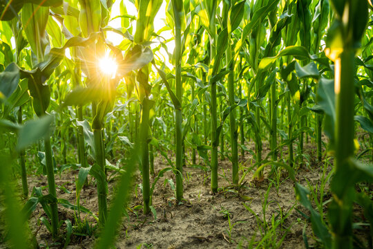Corn field at sunset with sun rays shining through green plants and earthy soil