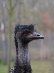 A humorous close-up portrait of a curious Emu with a messy punk-rock hairstyle, staring intensely into the camera lens against a soft, blurred nature background.