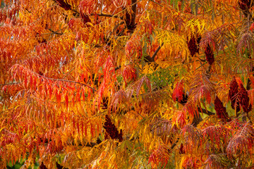 Colorful autumn foliage with red and orange leaves

