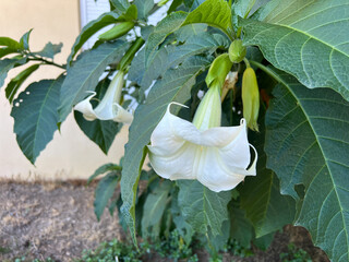 White angel's trumpet flowers blooming on green foliage in a garden setting