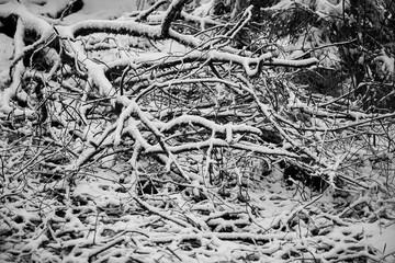 Nordic Snowy Woodland Tangle
