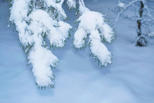 Landscape. Christmas. Pine branch in the snow on a frosty winter day. Forest in cold weather. - Powered by Adobe