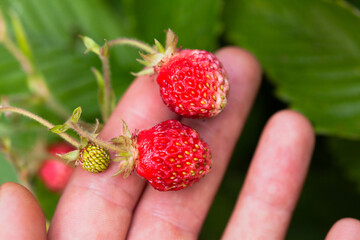 Fragaria moschata -  alpine strawberry, wild fruiting plant, native to Europe. Delicious soft fruit in a garden, harvesting sweet tasty berries. Summer delicacy,  gourmet food.