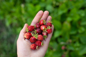 Musk Strawberry delicious fruit -  Fragaria moschata is a rare plant, its berries are used in fine dining and grown in a kitchen soft fruit garden, native to Europe.
