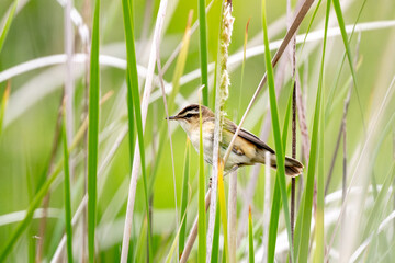 Sedge Warbler Bird Sitting On Branch Among Reeds