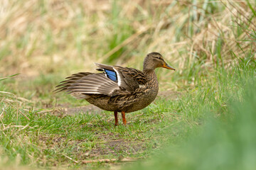 Mallard Bird In The Forest And Wildlife Photography