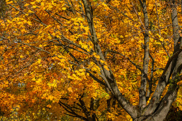 Golden autumn maple tree branches with vibrant foliage
