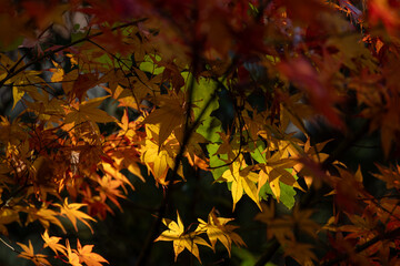 Shizuoka Sumatakyo's Vibrant Autumn Foliage / Vibrant Autumn Leaves in Sumatakyo, Shizuoka