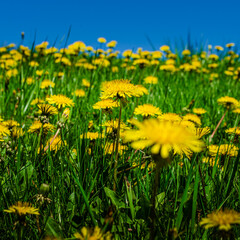 Rows of Yellow Dandelions receding up a hill