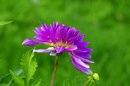purple flower on green background
