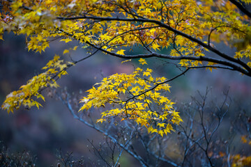 Shizuoka Sumatakyo's Vibrant Autumn Foliage / Vibrant Autumn Leaves in Sumatakyo, Shizuoka