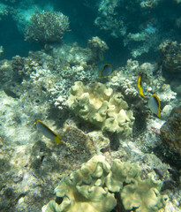 Close view of reef