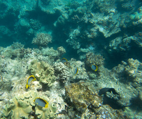 Close view of reef