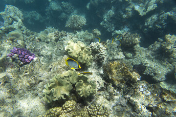 Close view of reef