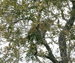 Photo of leopard on tree