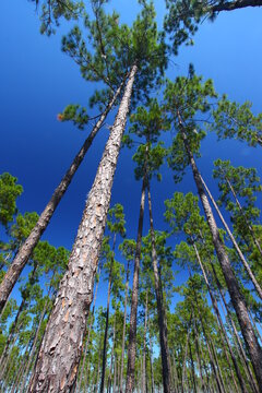 Beautiful pine flatwoods of central Florida on a sunny day